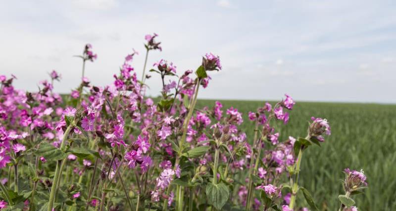 Wildflower margin