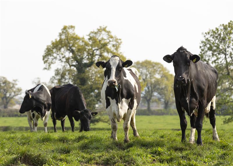 Two dairy cows in the foreground of a field and two in the background