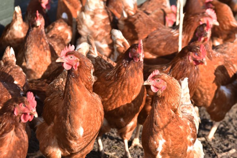 Enrichment for hens Rob Norman farm