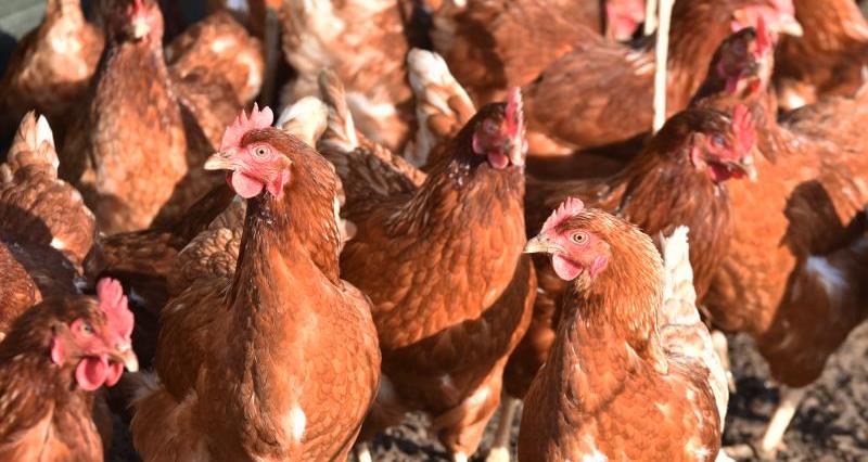 Enrichment for hens Rob Norman farm