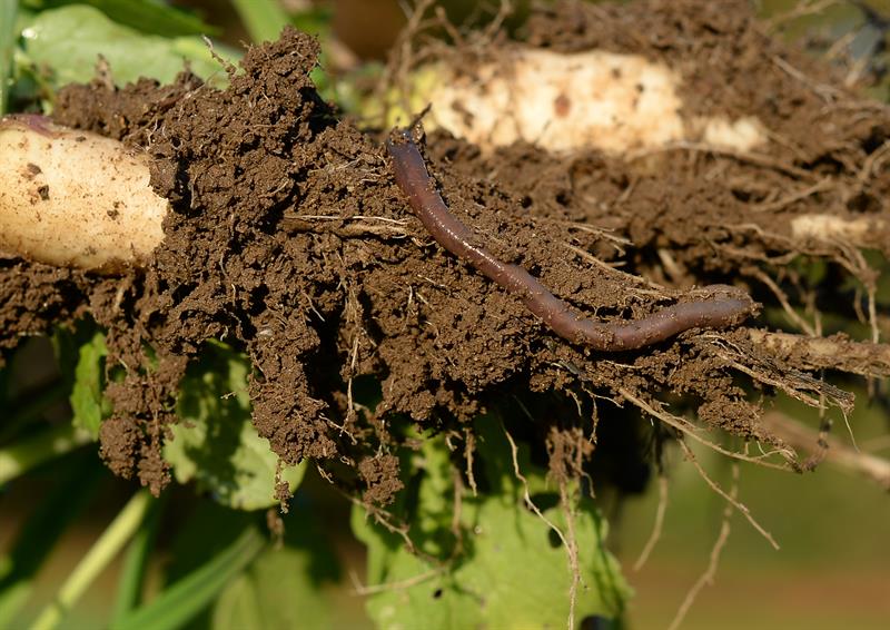 Worm in soil Poul Hovesen farm_59882