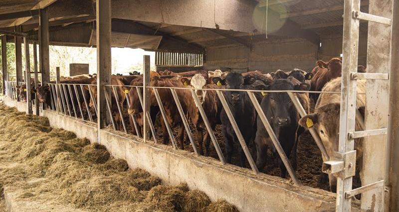 Cattle in a barn