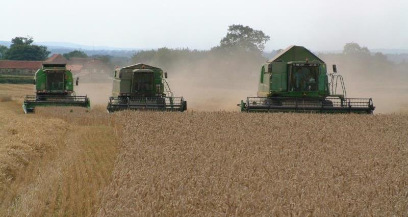 Wheat harvest combines_42274