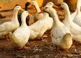 Ducks on farm_25568