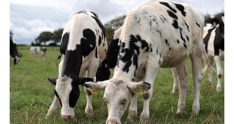 Dairy cows at Joel Beckett's farm_59115
