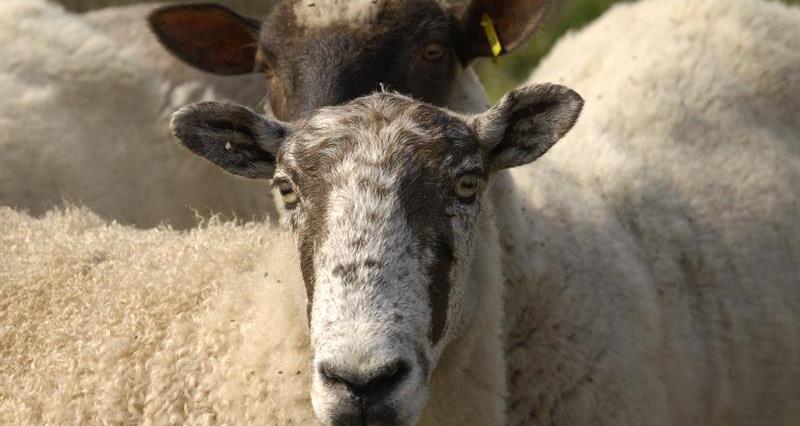 A close up picture of a sheep
