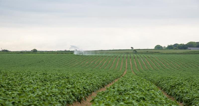 UK potato exports to the Canary Islands to resume