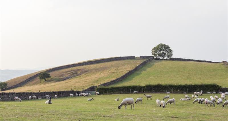 A photo of an uplands farm in Lancashire.