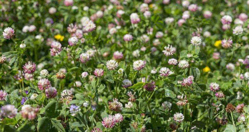 Picking the right environmental seed supply