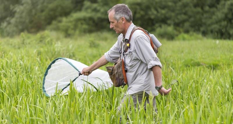 Man in field with bug net