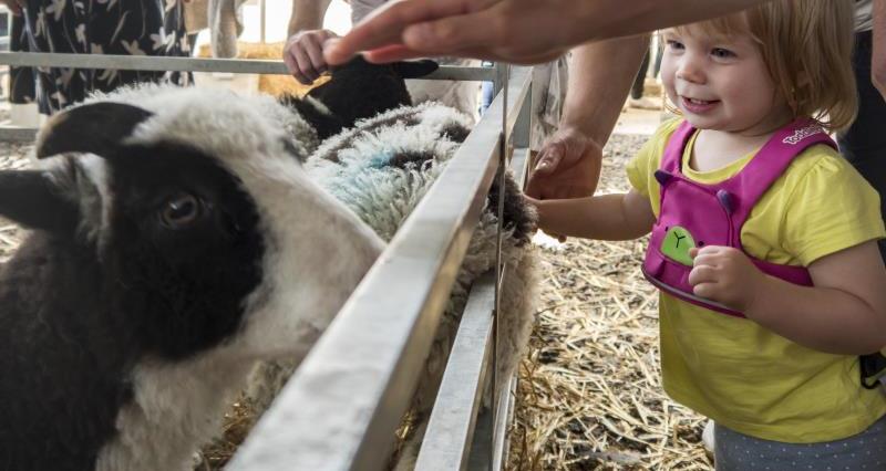 A toddler meeting a sheep at an Open Farm Sunday event. She is smiling and touching the sheep's wooly coat.