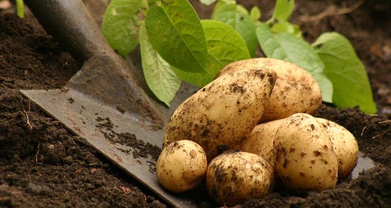Potatoes