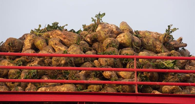 Sugar beet on a trailer