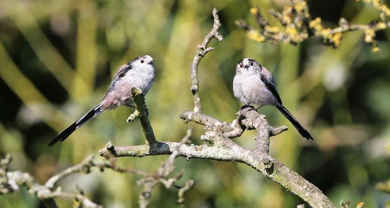 Two long tailed tits sitting on a branch