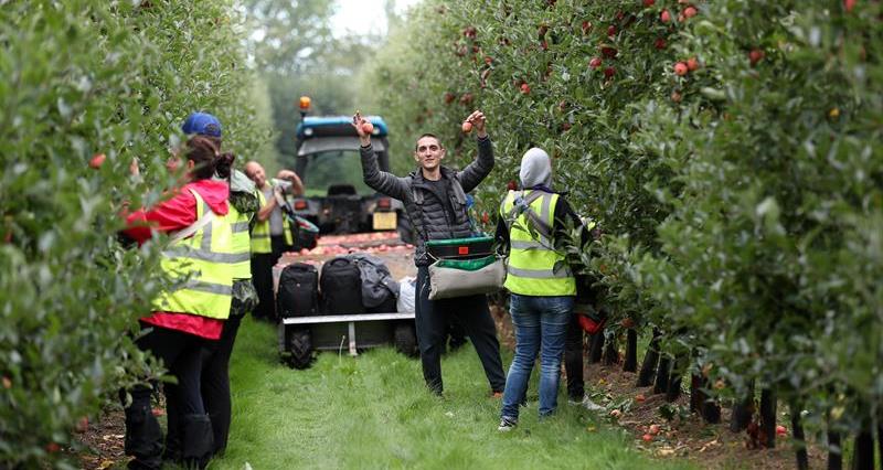 Workers harvesting apples