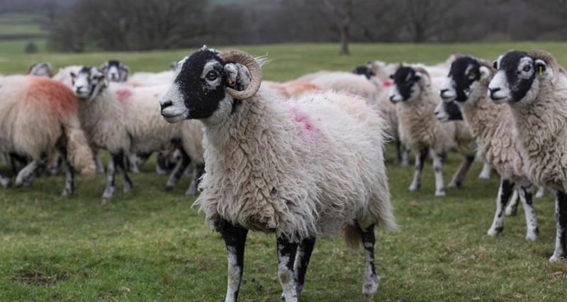 A herd of Bluefaced Leicester sheep in a field
