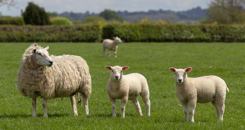A group of sheep on a farm. 