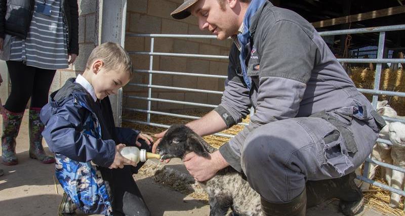 Child feeding milk to a lamb