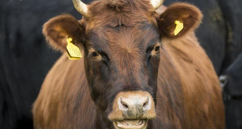 A close up picture of a beef cow looking at the camera