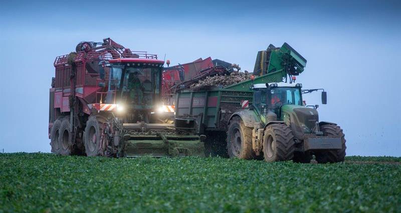 An image of sugar beet being harvested from a field