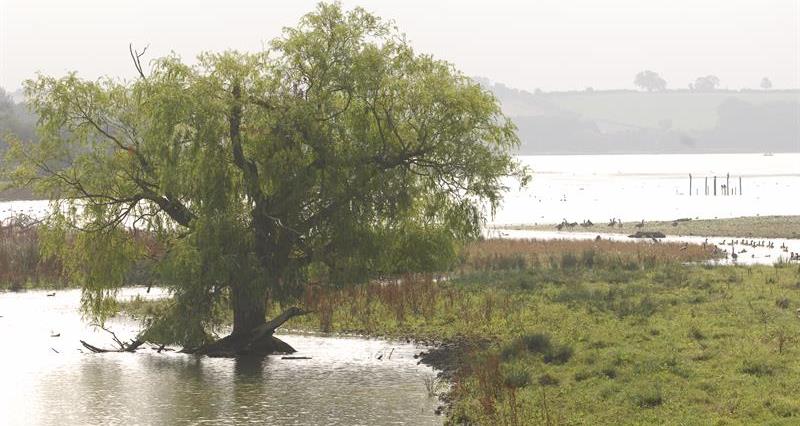 An image of a tree in the middle of a flooded field