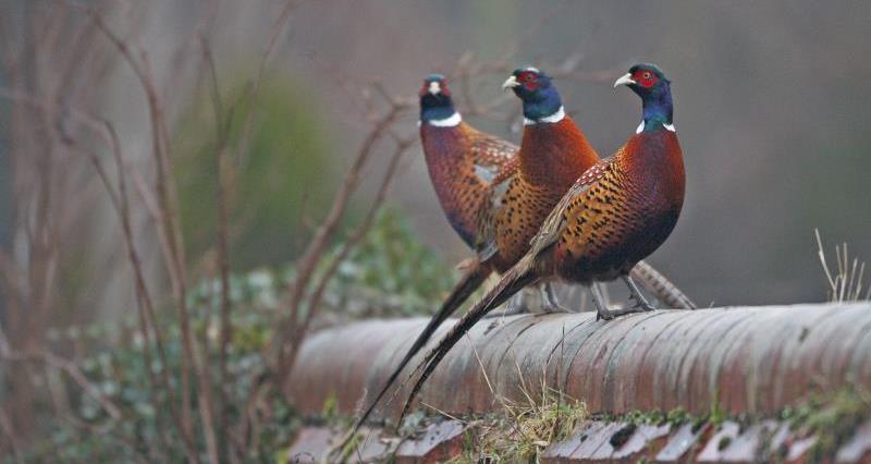 A picture of three pheasants perched on a wall 