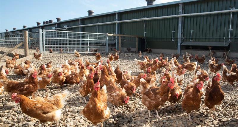 Laying hens pictured outside showing popholes in the house
