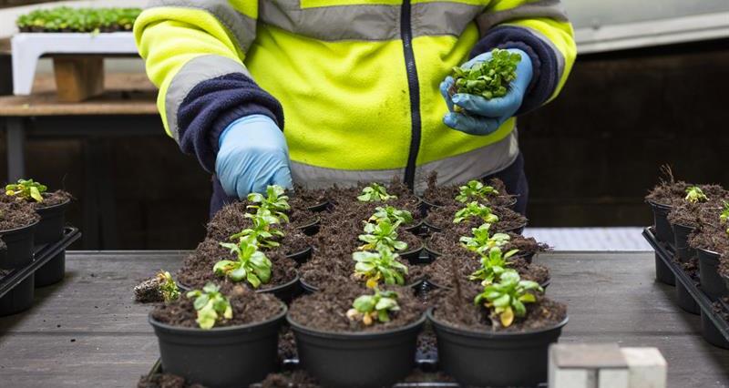NFU urges growers to support APHA preparations for EU Plant Passport regime