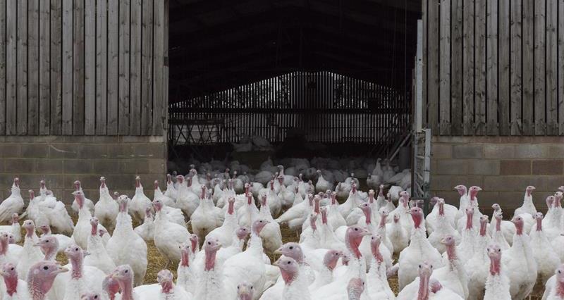 Poultry Biosecurity Review funding – essential information