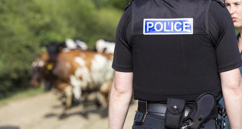 A picture of a policeman speaking to a woman on a farm with livestock in the background