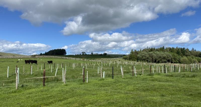 Newly planted trees in a field