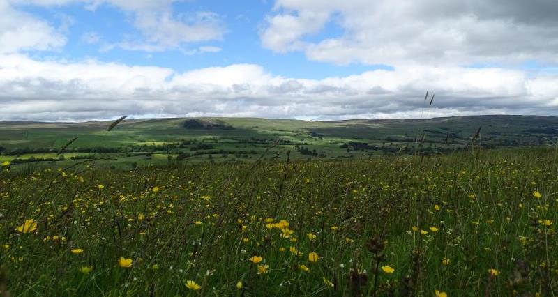 A field of yellow buttercups in the Yorkshire Dales