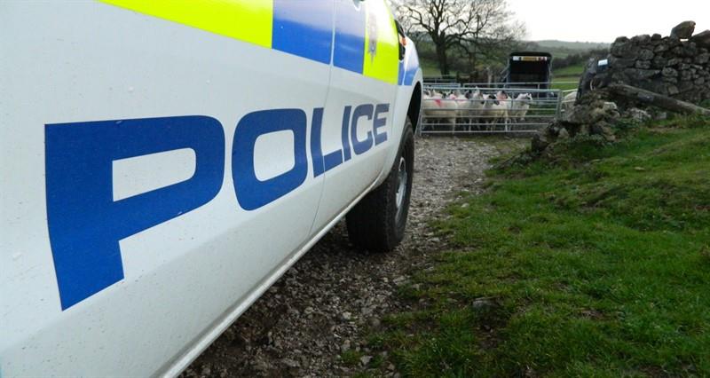 A police car parked in front of a sheep pen