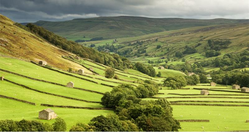 A Typical view down Swaledale in the Yorkshire Dales, with zig-zagging dry-stone walls and dotted with stone barns