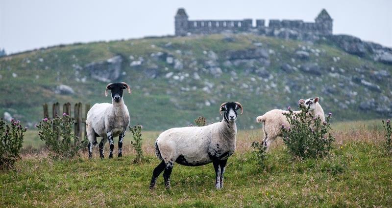 Sheep grazing an upland field with historic ruin in the distance