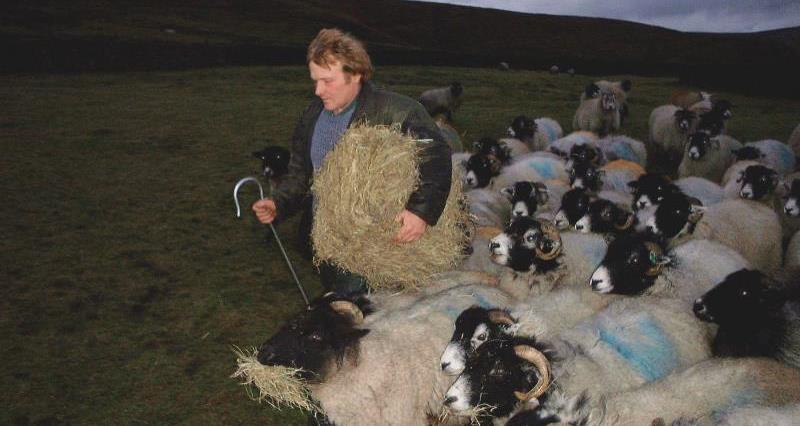 Feeding hill sheep (Richard Betton)_31515