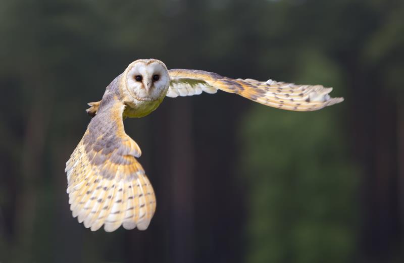 Barn owl in flight_22067