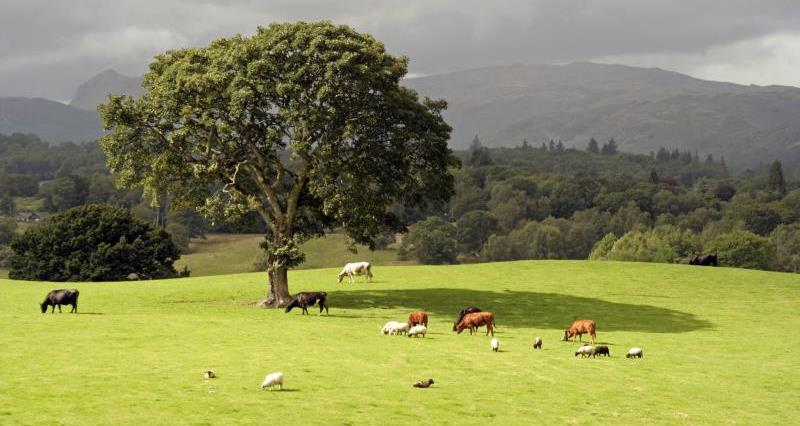 Beef and Lamb Environmental Roadmap launch – register now