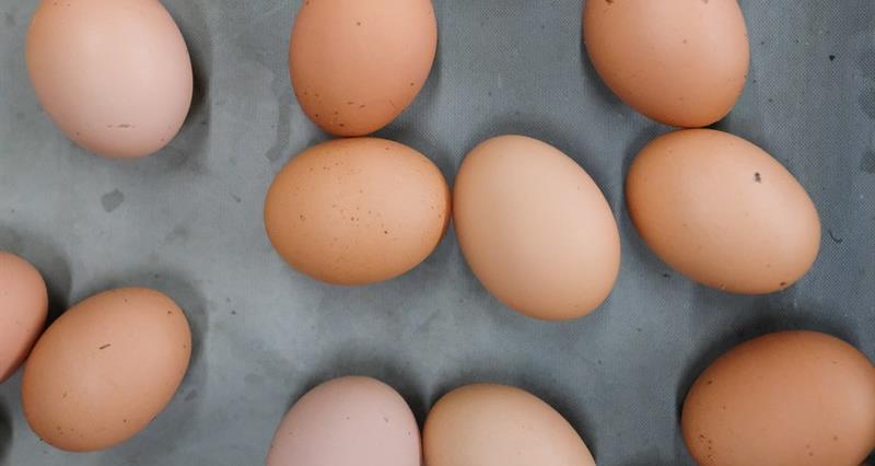 Salmonella linked to imported eggs highlights NFU’s food standards asks