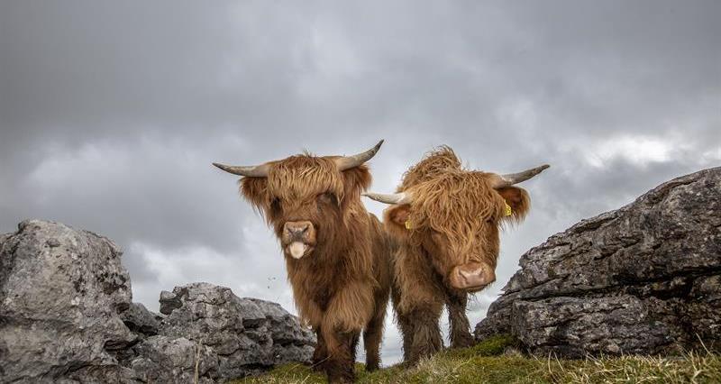 Iconic Cattle of Scotland - The Highland Cow — Darach Social Croft