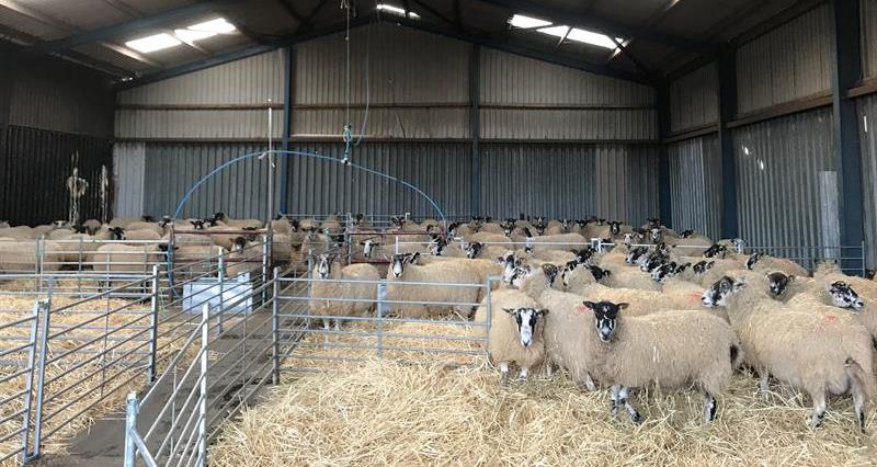 Ewes housed during lambing_68034