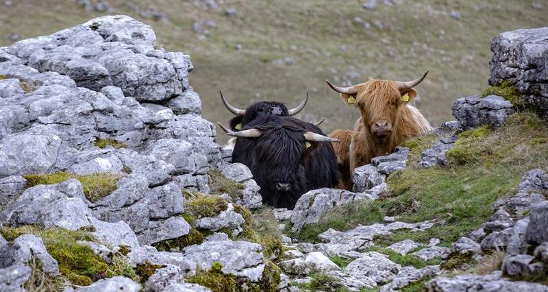 Highland cattle_64283