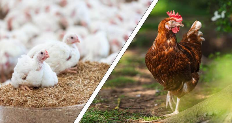 Two hens sat on a bale of bedding in a broiler, and a close up of a brown, free-range hen.