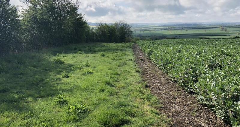 Countryside Stewardship field margin