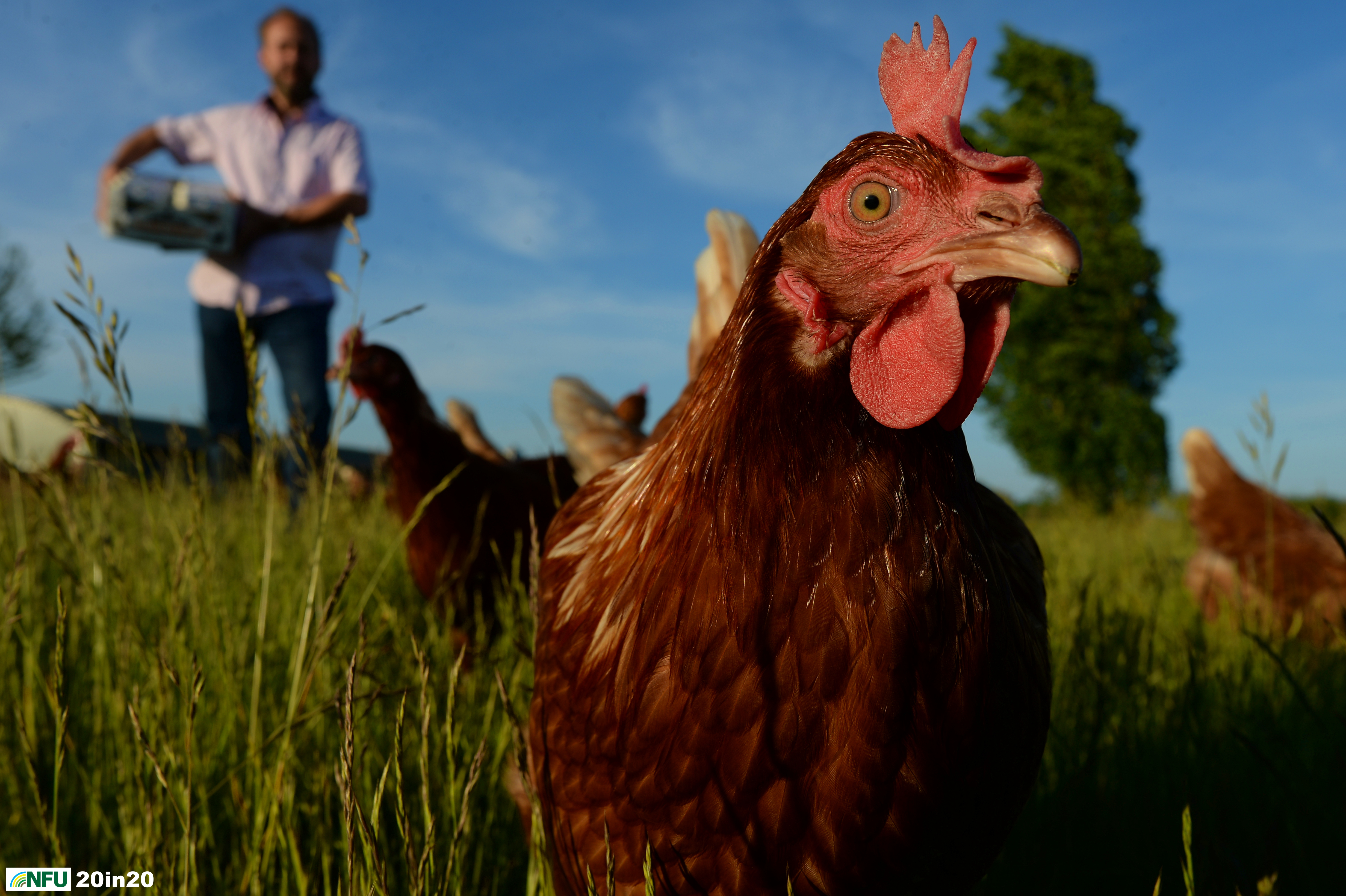 <h4>Free range chickens with farmer Toby Rush</h4><p>Free range chickens with farmer Tony Rush at Barnham, taken in May 2020. The farm produces around 10 million free range eggs every year. Photo: Nikon D4 + 24mm F1.8 1/320 @ F10 ISO 125</p><p>Warren’s comments: <em>I wanted to shoot some images of farmer Toby Rush before my planned shot - the free-range hens silhouetted against the setting sun. The hens were just so inquisitive of the camera. The sunset shots were nice but the beady gaze of the hen in this shot just caught everyone’s eye.