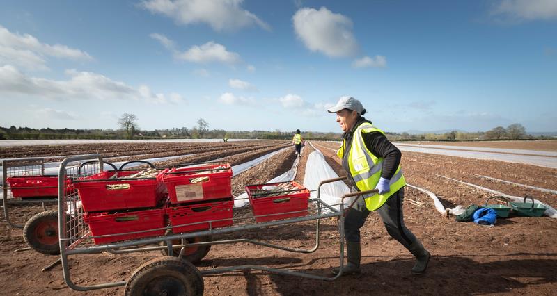 A picture of a overseas worker pushing a barrow of stacked baskets full of asparagus during asparagus harvest