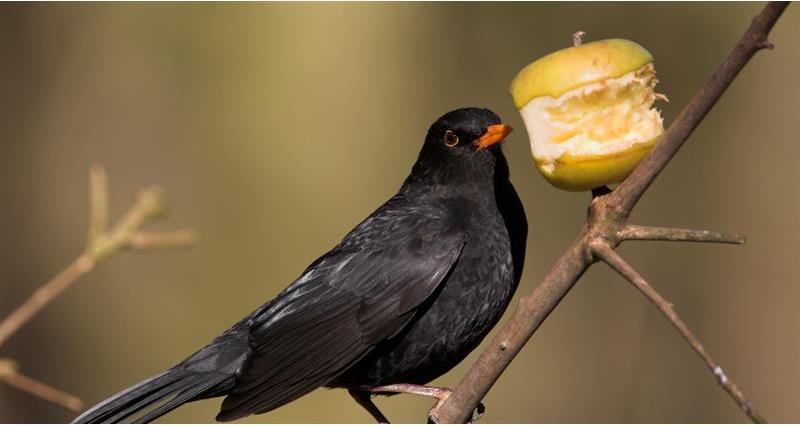 Blackbird with an apple_59004