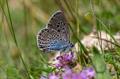 Large Blue Butterfly_64531