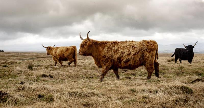 Highland cattle_64282