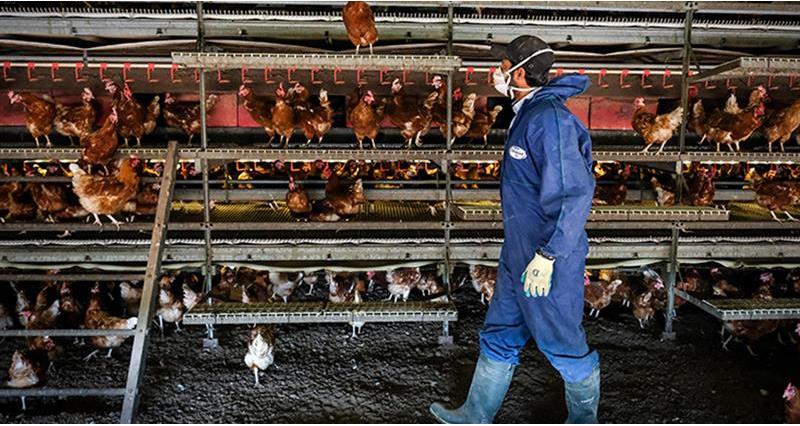 A picture of a poultry worker wearing PPE walking past hens